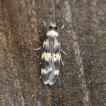Autostichidae